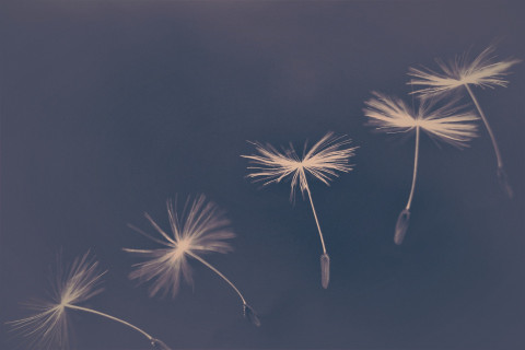 Dandelion seeds