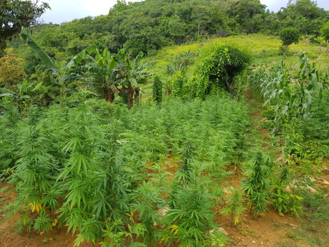 Cannabis field