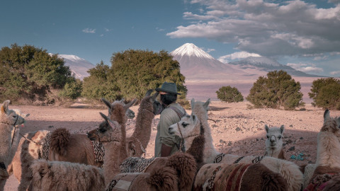 Carlos Vega with his llamas, overlooking the Lascar volcano, which has important significance to the Lickanantay as guardian of the area's water; from the Lickanantay (láskar or lassi) literally translates to "tongue".