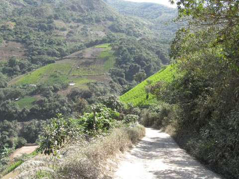 Slopes and coca fields near Chulumani, Bolivia