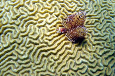 Brain coral