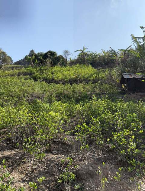 Coca fields Yungas