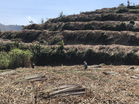 Myanmar migrant workers in terraced fields, Yunnan, China