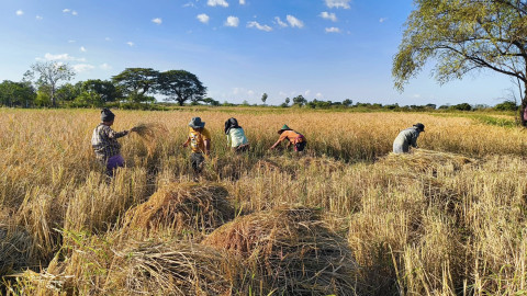 Farmers harvesting rice in Paung township
