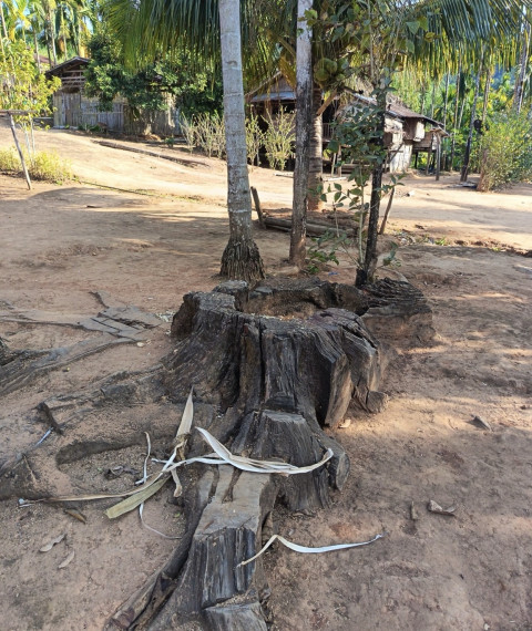 Dead tree stump in village in Bee Ree river area.