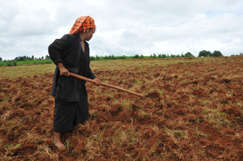 Pa-O woman farmer working on the land