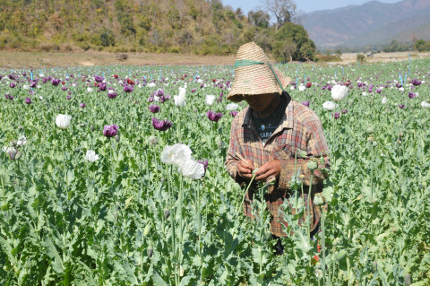 Opium harvest in early 2019 in Pekhon Township, southern Shan State (TNI)