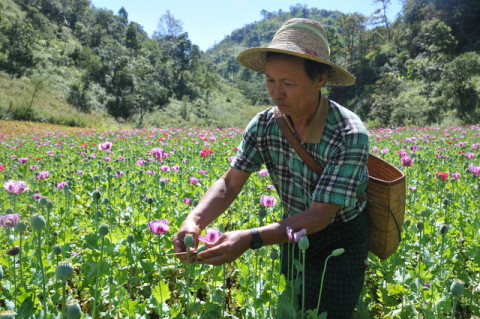 Opium Farmers in Myanmar The Lives of Producers of Prohibited
