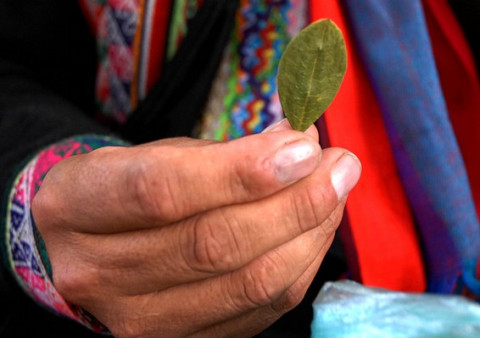 Indigenous person holding a coca leaf