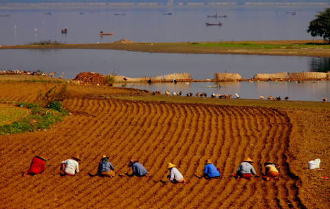 Fieldfarming in Amarapura