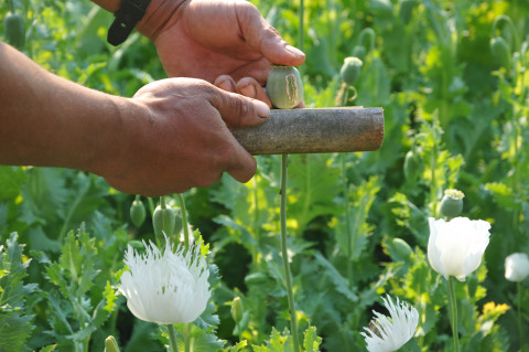 Opium Harvest in Pekhon Township in southern Shan State
