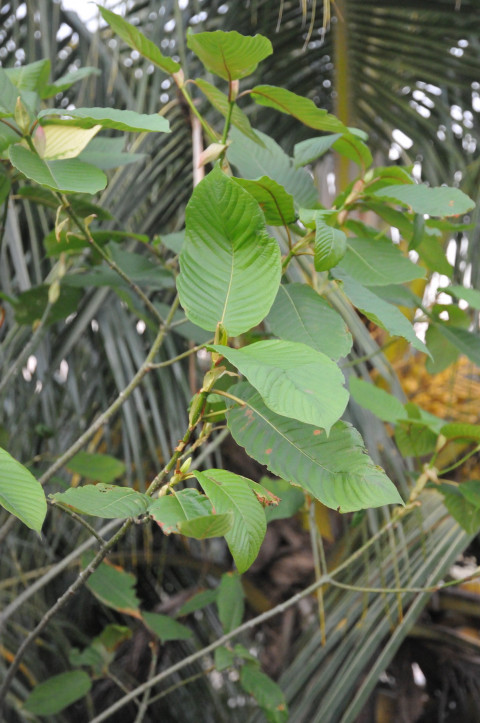 Kratom plant grown in a fishing community in Mon State