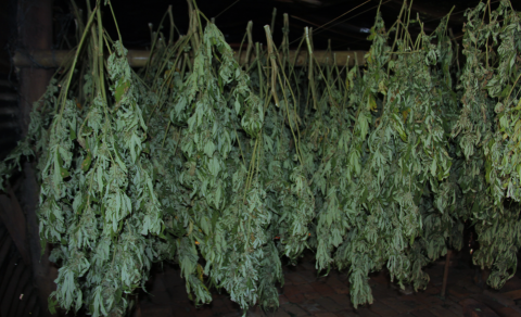 Uruguay's Marijuana Bill Faces Political, Economic Obstacles