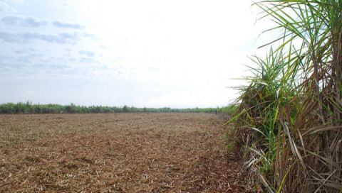 Brazilian bio-ethanol plant Visit to Brazilian bio-ethanol plant