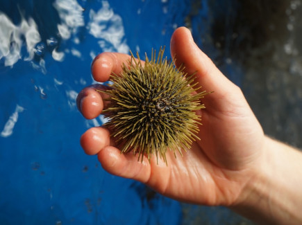 Sea urchin testing at NIBIO’s testing lab in Bodo, Norway.
