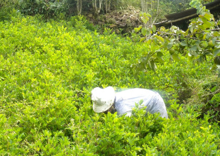 Pruning coca