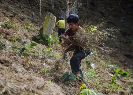 NIño recogiendo plantas de coca arrancadas en zona de Caranavi