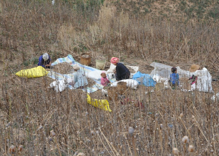 Farmers collecting poppy seeds for next planting season in Loilem Township, southern Shan State.