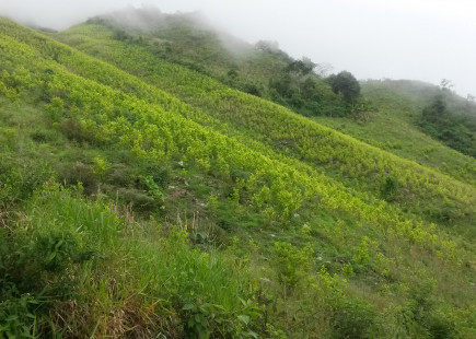 Hillside covered in coca