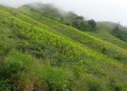 Ladera cubierta con coca