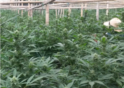 Cannabis en una invernadero