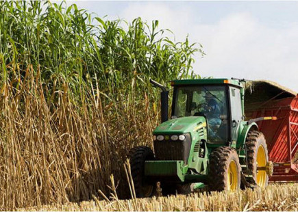A bioenergy sorghum crop is harvested near College Station. (Texas A&amp;M AgriLife Research photo)