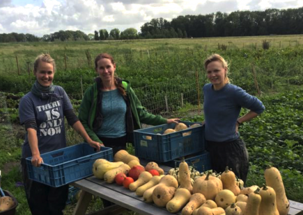 “Squash Harvest” Pluk! CSA Amsterdam