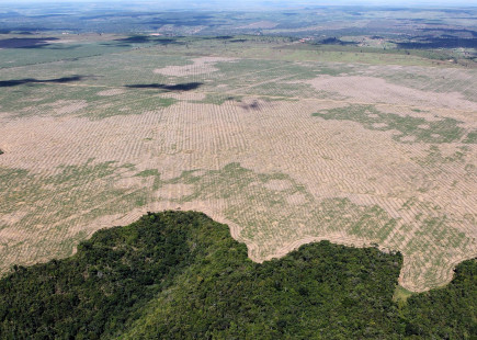 Deforestation in Brazil is fueled by industrial agricultural exports