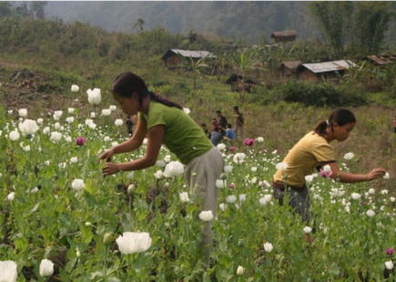 Opium field in north-east India