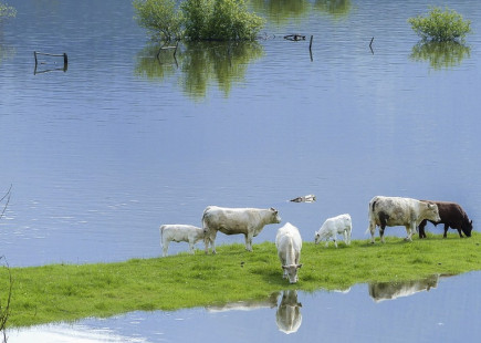Cows in a flooded field