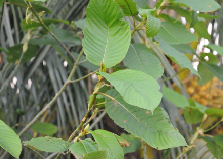 Kratom plant grown in a fishing community in Mon State Kratom plant grown in a fishing community in Mon State