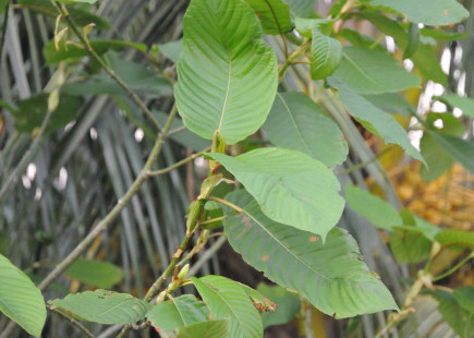 Kratom plant grown in a fishing community in Mon State