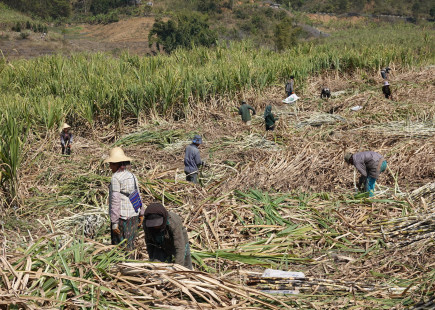 Myanmar migrant workers cutting sugarcane in Yunnan
